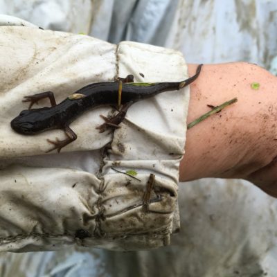 1609_Juvenile GCNewt