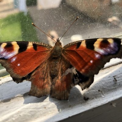 Peacock Butterfly