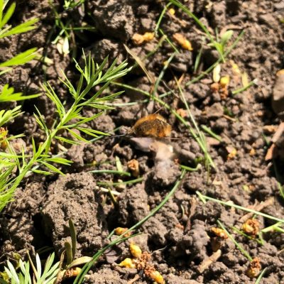 Bee fly in flight