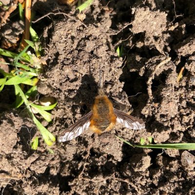 Bee Fly - landed