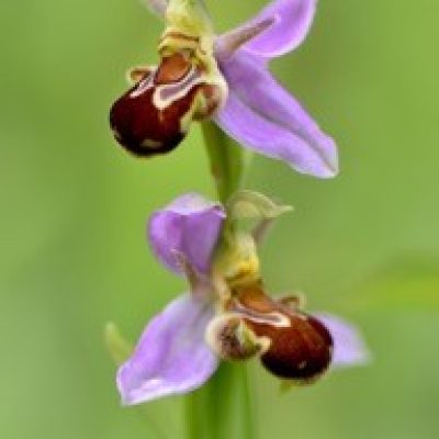 JD_Bee_Orchid_1