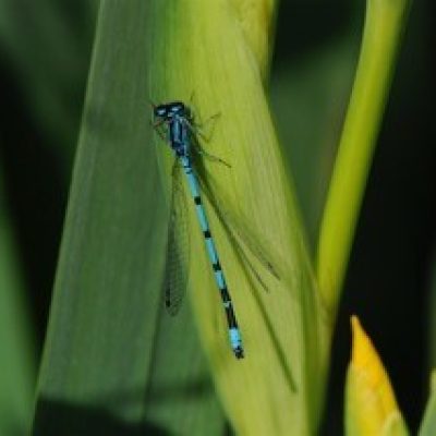 JD_azuredamselfly