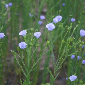 Linseed_Bromley-Field