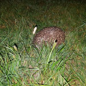 MJB_20200520_hedgehog