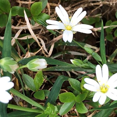 TB_2004_Stitchwort