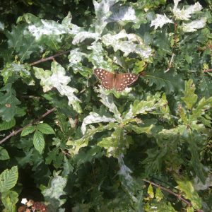 speckledwood