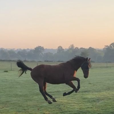 1209_Horse_MarionHallet