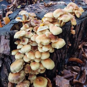 201101_Fungi_MJB