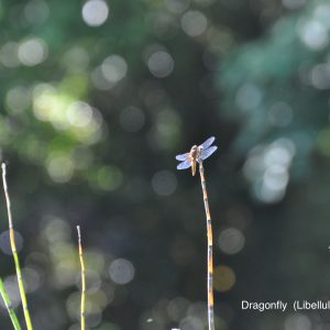 AB_dragonfly_libellula