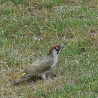 ABrindleyGreenwoodpecker