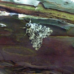 Black-arches-moth