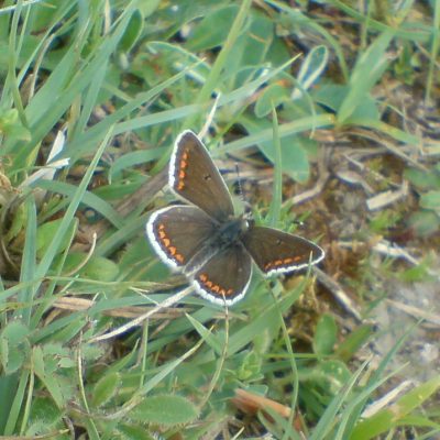 Brown-argus-butterfly-male