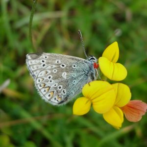 Common-blue-butterfly-with-parasitic-mites