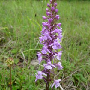 Fragrant-orchid