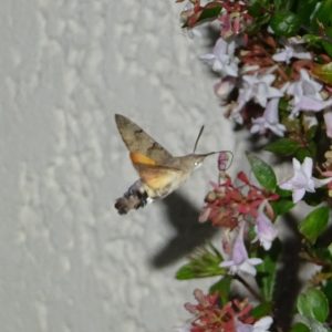 Hummingbirdmoth2APryor