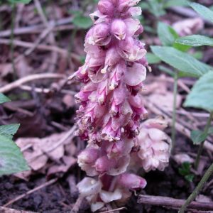 Toothwort-a-parasitic-plant