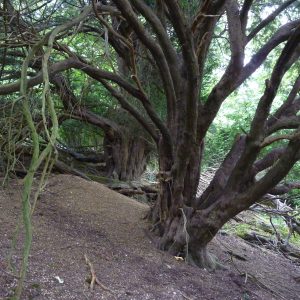 Veteran-Yew-trees-on-parish-boundary