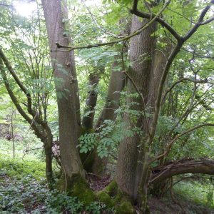 Veteran-coppiced-Ash-tree-on-parish-boundary