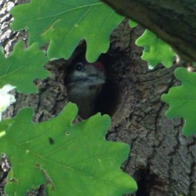 greater-spotted-woodpecker-chick_-a_pryor