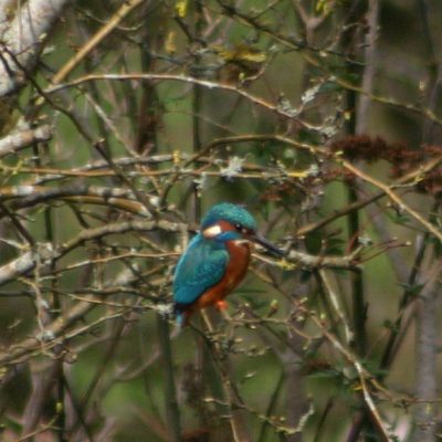 210315 Kingfisher_MJB