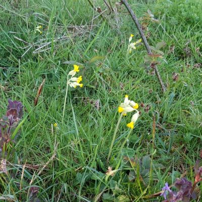 20210429_cowslip