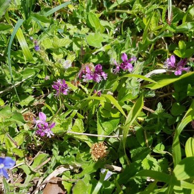 20210601_Common Milkwort