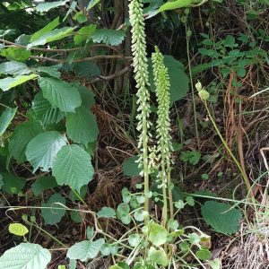 20210624_Wall-Pennywort