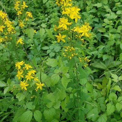 20210628_Agrimony