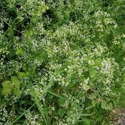 20210630_Goosegrass