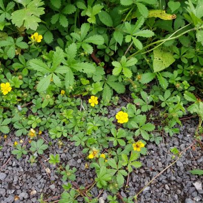 20210630_creepingcinquefoil