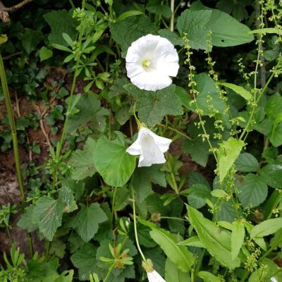 20210630_hedge_bindweed