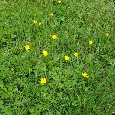 20210630_meadow buttercup