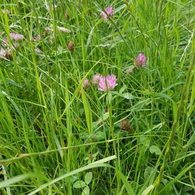 20210630_red clover