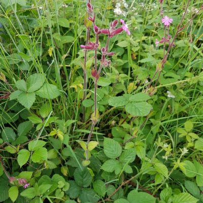 20210630_redcampion_2