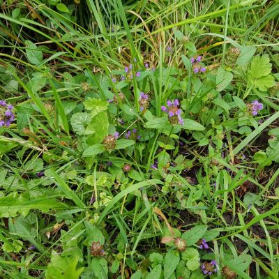 20210630_selfheal