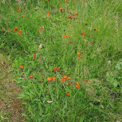 20210703_HV_leafyhawkweed