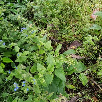 20210704_HV_Alkanet