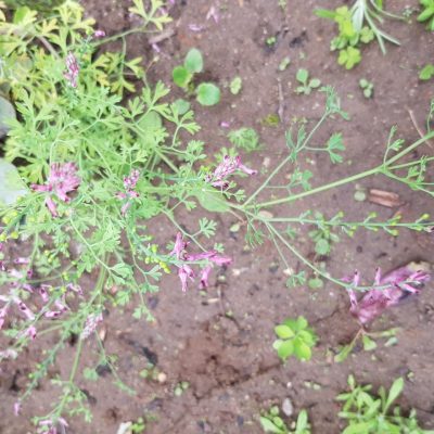 20210704_HV_CommonFumitory