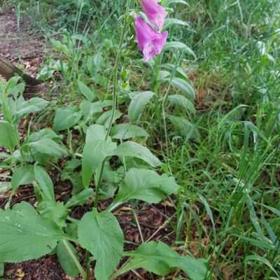 20210704_HV_Foxglove