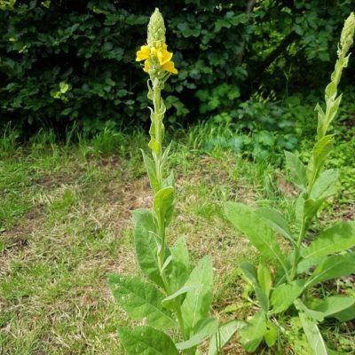 20210704_HV_GreatMullein