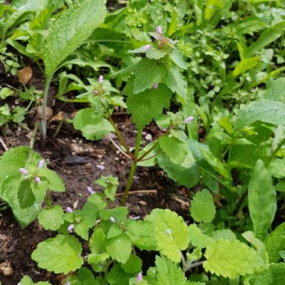 20210704_HV_Red deadnettle