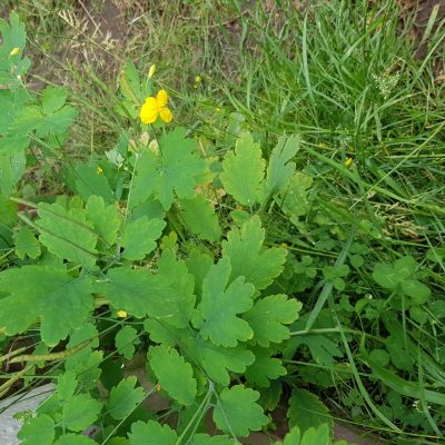 20210704_HV_greatercelandine