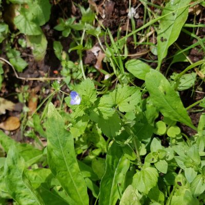 20210704_HV_speedwell