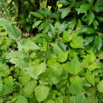 20210704_Nipplewort_2