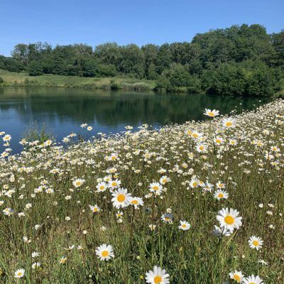 buckland-park-lake-wildflowers-3