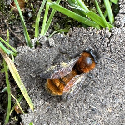 DF Tawny Bee